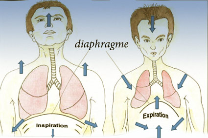 diaphragme